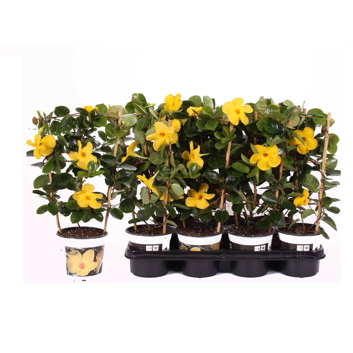 Dipladenie Diamantina Opale Citrine mit Rankhilfe 35 50 cm TopfØ ca
