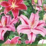 Lilien Sensual Touch Mischung: Blumenzwiebeln mit pinken und roten Blüten.