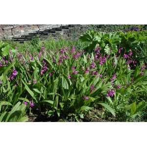 Gartenorchidee Bletilla var. mit lila Blüten im Beet, Topf-Ø 9 cm.