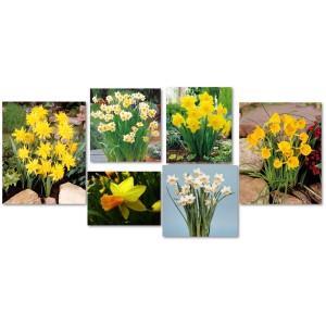 Narzisse Exclusiv im Topf, verschiedene Farben als Frühjahrsbepflanzung.