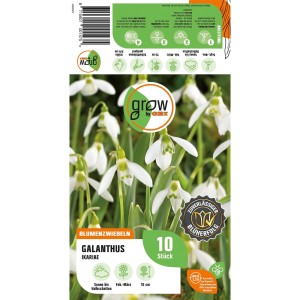 GROW by OBI Ikaria-Schneeglöckchen, weiße Blüten, 15 cm, Blumenzwiebeln für Februar-März.