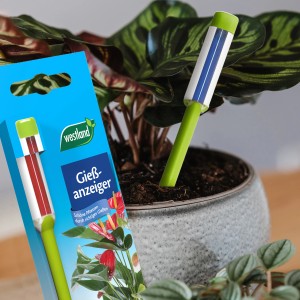 Westland Gießanzeiger Grün 16 cm im Topf und Verpackung. Zubehör für Pflanztöpfe.