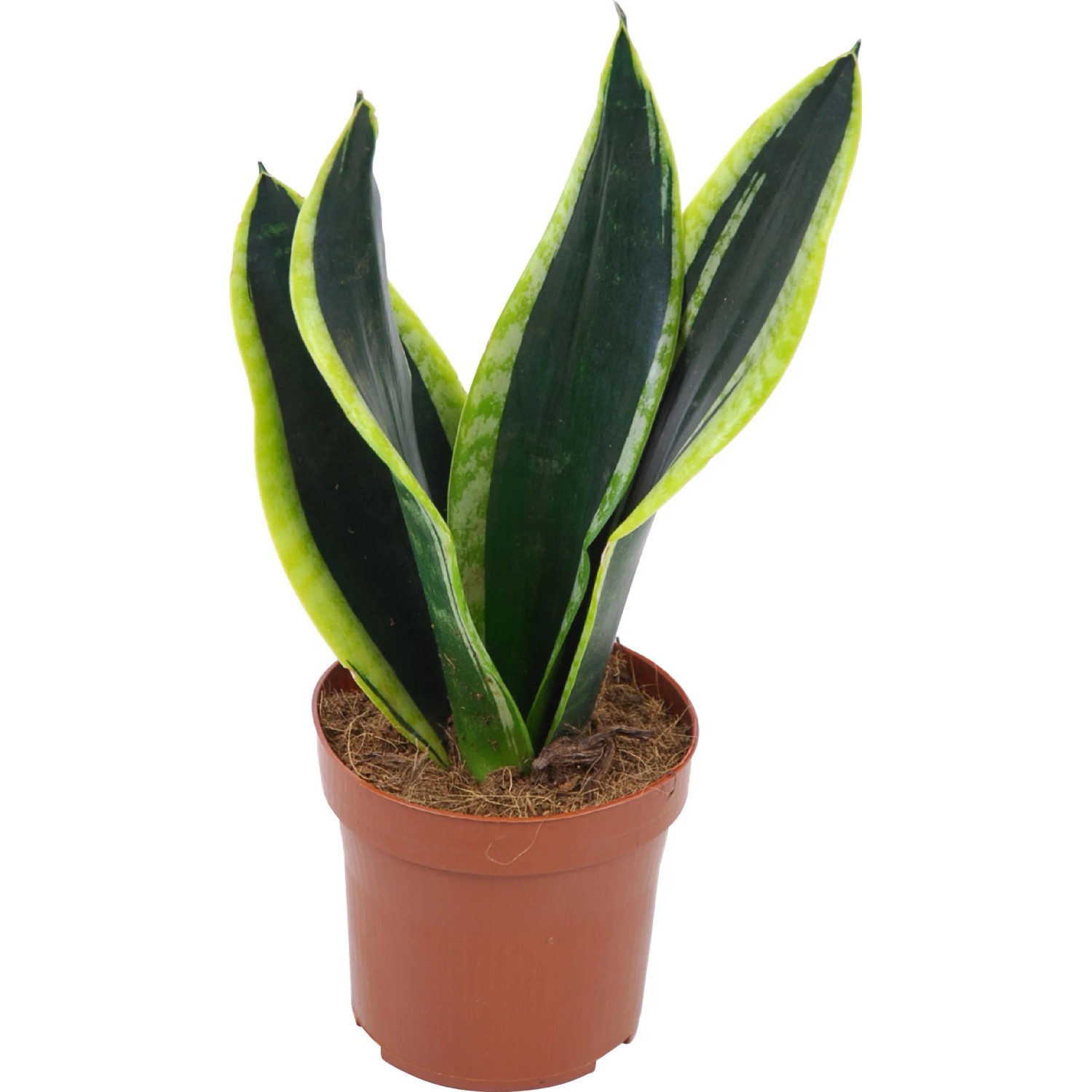 Bogenhanf Topf- ca. 12 cm (Sanseveria trifasciata) kaufen bei OBI