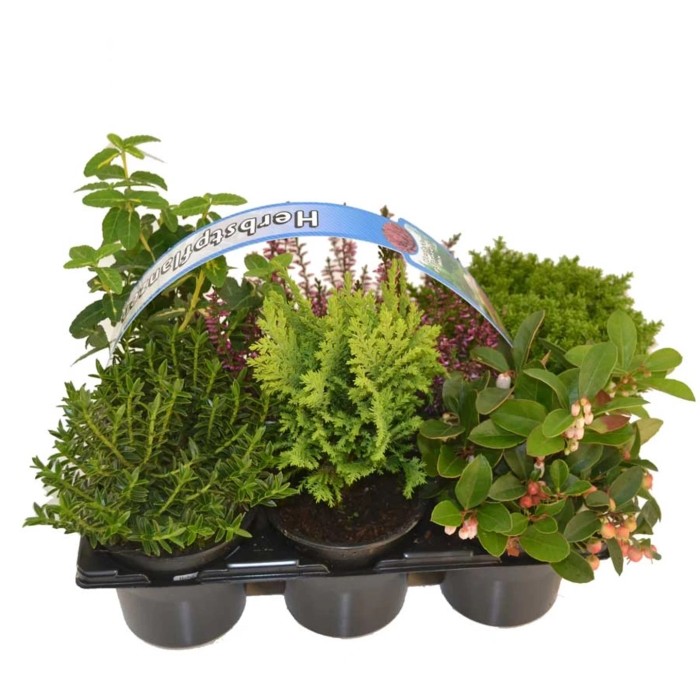 Balkonpflanzen & Terrassenpflanzen online kaufen bei OBI OBI.at