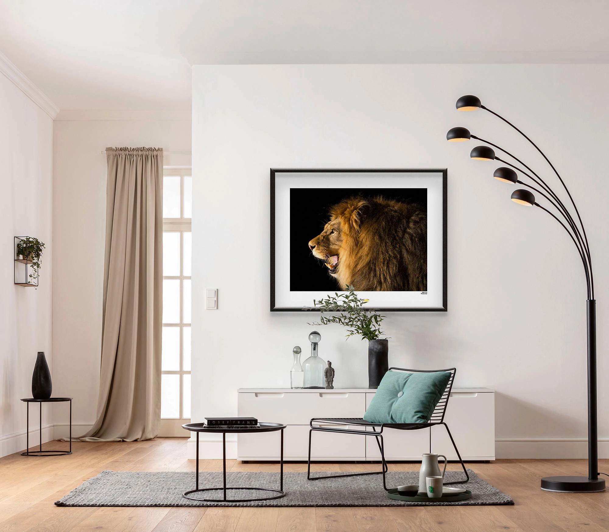 bei Wandbild 40 cm Lion kaufen Komar OBI Barbary x 30