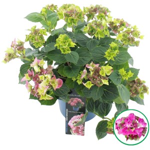 Bauernhortensie "Lady Mata Hari" Rosa Höhe ca. 20 - 30 cm Topf ca. 3,5 l