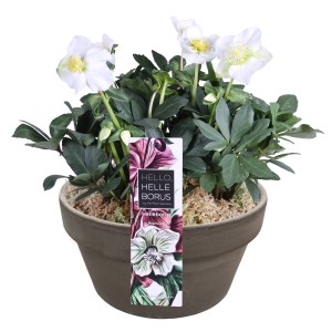 Christrose Helleborus niger in Basalt-Schale, weiße Blüten, Ø 17 cm.