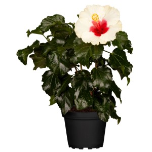 GROW by OBI Hibiskus (Hibiscus rosa-sinensis) im Topf, weiße Blüte mit rotem Zentrum.