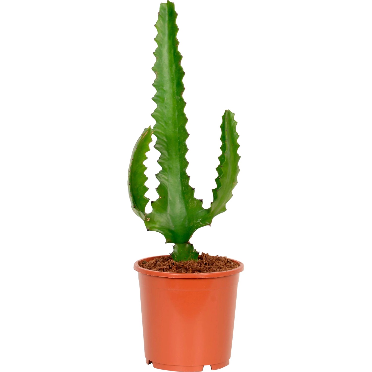 Wolfsmilch sortiert Hhe ca. 40 - 55 cm Topf- 17 cm Euphorbia kaufen bei  OBI