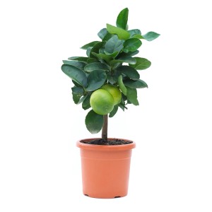 GROW by OBI Zitrus Mix im Topf, ca. 19 cm, mit grünen Blättern und Früchten.