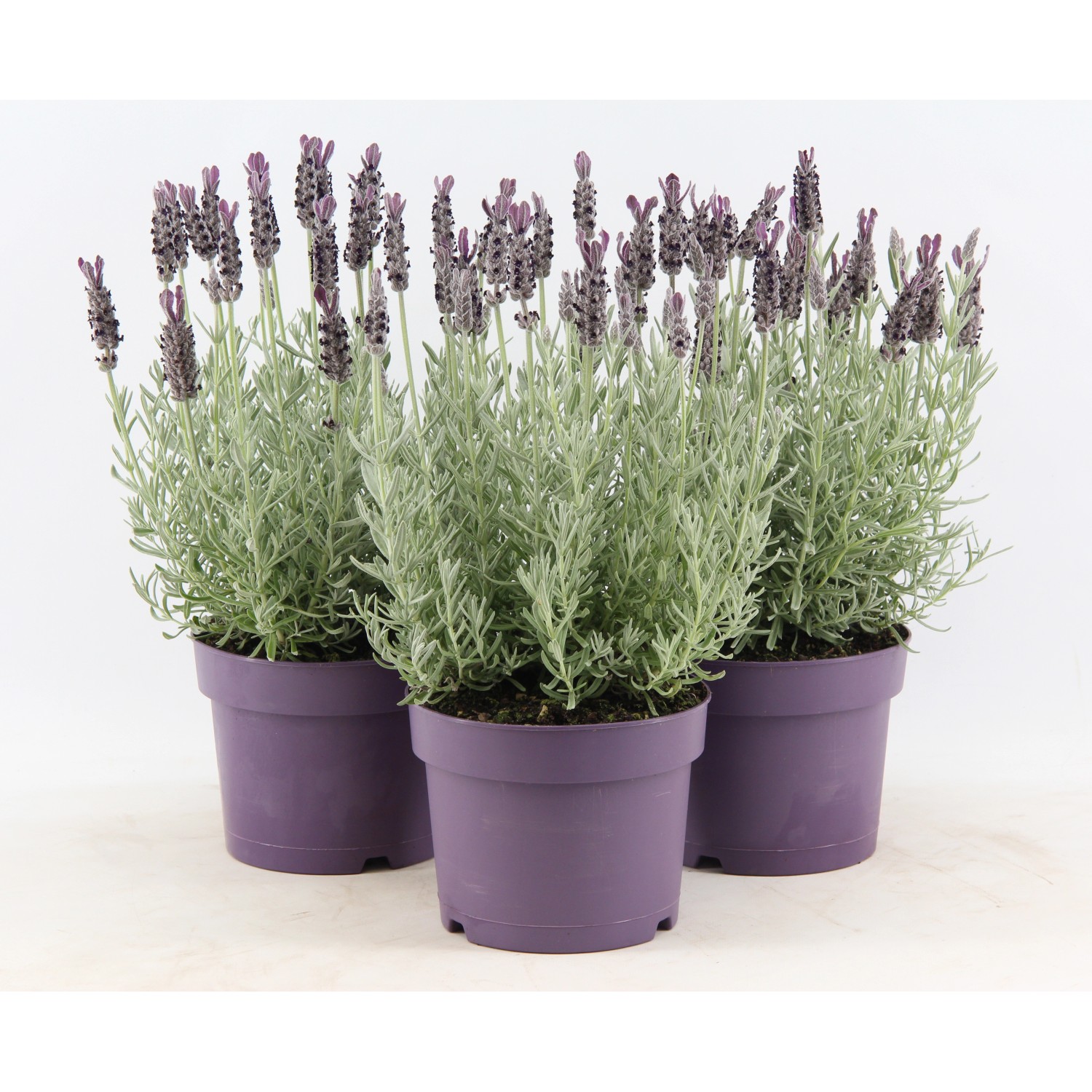 OBI Lavendel "Anouk" TopfØ ca. 17 cm Lavandula stoechas kaufen bei OBI
