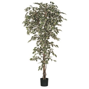 Mica Decorations Kunstbaum Ficus, 210cm hoch, grün-weiße Blätter im schwarzen Topf.