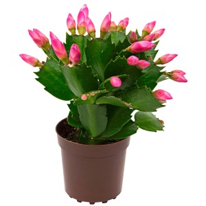 Mini Weihnachtskaktus Flame Mix im Topf, ca. 5,5 cm Ø, Schlumbergera mit pinken Blütenknospen.