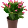 Mini Weihnachtskaktus Flame Mix im Topf, ca. 5,5 cm Ø, Schlumbergera mit pinken Blütenknospen.
