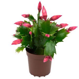 Weihnachtskaktus Mini Flame Mix im Topf, ca. 5,5 cm Ø, Schlumbergera mit pinken Blüten.