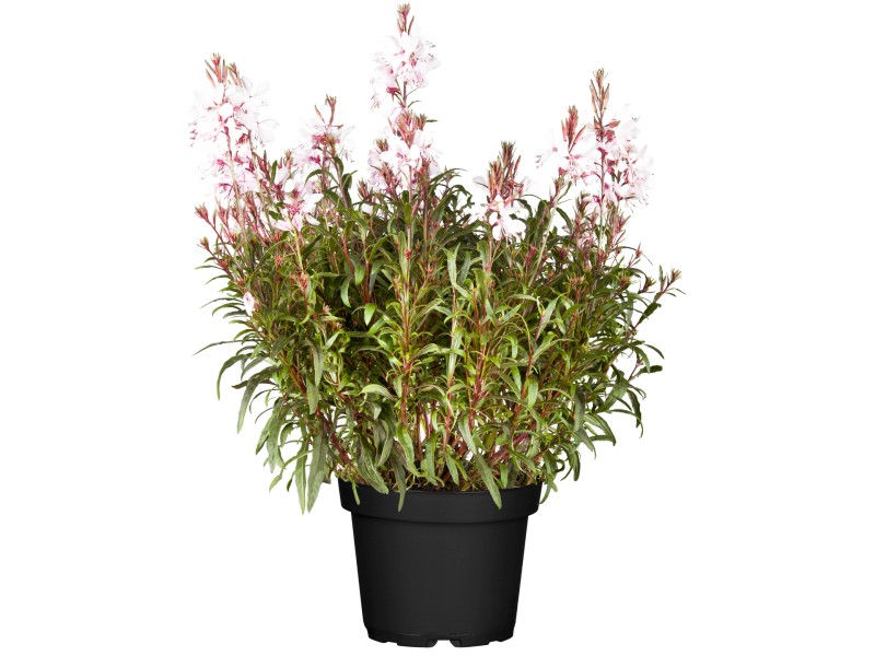 Staude GartenPrachtkerze Rosa TopfØ ca. 19 cm Gaura lindheimeri
