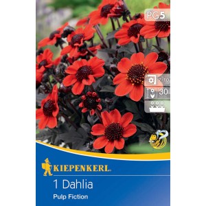 Kiepenkerl Dunkellaubige Beetdahlie Pulp Fiction mit orangeroten Blüten und dunklem Laub.