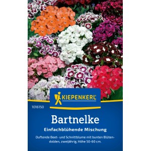 Kiepenkerl Bartnelken „Einfachblühende Mischung“ in verschiedenen Farben.