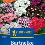Kiepenkerl Bartnelken „Einfachblühende Mischung“ in verschiedenen Farben.