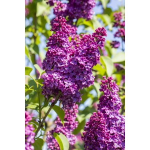 OBI Edelflieder "Andenken an Ludwig Späth" Rotviolett Höhe ca.50-60cm Topf 3,5 l