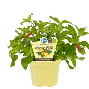 Blu Bio-Ananas-Salbei im Topf, eine aromatische Küchenkräuter-Pflanze mit roten Blüten.
