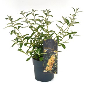 Sommerflieder "Sungold" Gelb Höhe 20 - 30 cm Topf 2,3 l Buddleja weyeriana