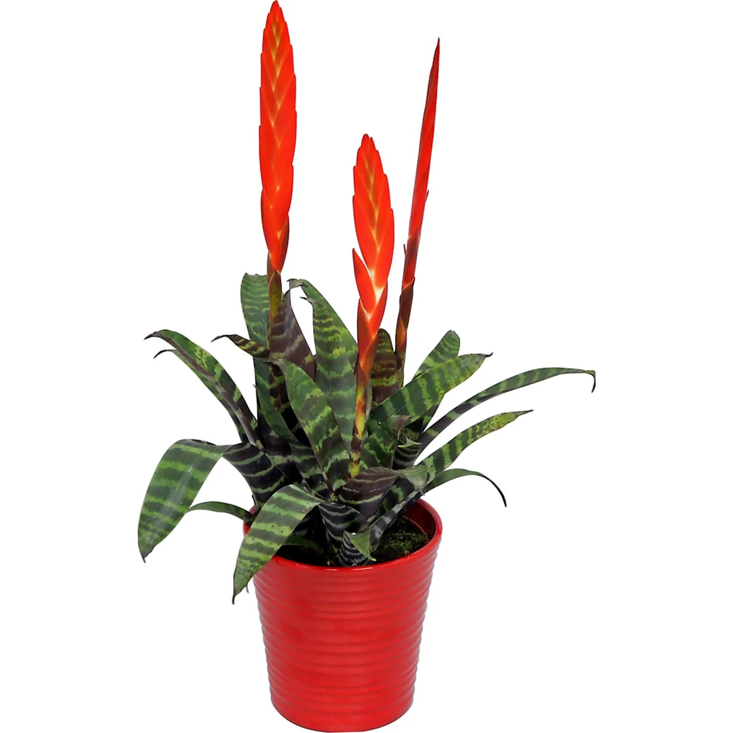 efeu girlande Künstliche Efeu-Girlande | Kunstpflanze | 12er Pack main image 1