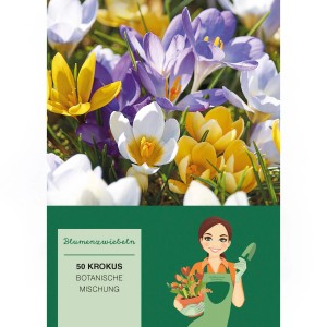 Krokus Chrysanthus Mischung, 50 Stück Blumenzwiebeln mit weißen, gelben und lila Blüten.