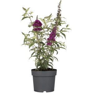 Zwerg-Sommerflieder "Buzz Wine" Höhe ca. 40 - 50 cm Topf ca. 3,4 l Buddleia