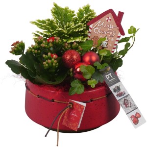 Winterliches Pflanzen-Arrangement im roten Keramiktopf mit Kalanchoe, Efeu und Deko.