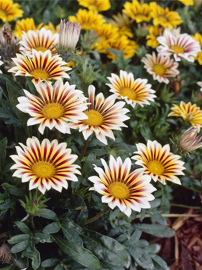 HalbstrauchGazanie TopfØ ca. 13 cm Gazania kaufen bei OBI
