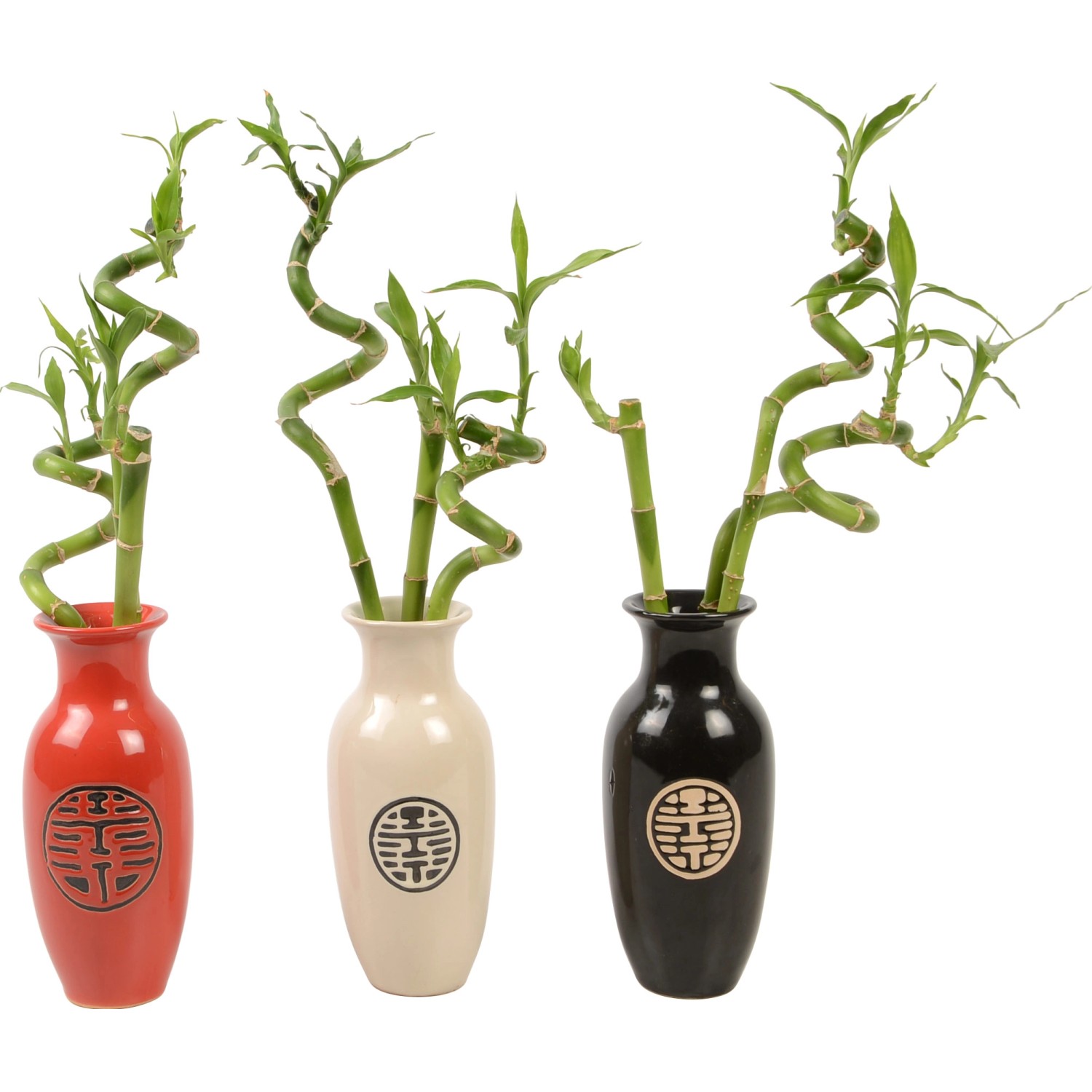 Glücksbambus Topf-Ø ca. 9 cm in chinesischer Vase kaufen bei OBI