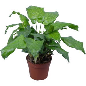 GROW by OBI Korbmarante "Network" im Topf, grüne Zimmerpflanze mit auffälligem Blattmuster.