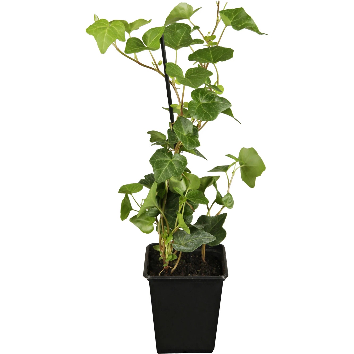 Groblttriger Irischer Efeu Topf- ca. 9 cm Hedera Hibernica kaufen bei OBI