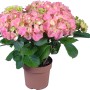 Zimmerhortensie mit rosa Blüten im braunen Topf, ca. 14 cm Topf-Ø.