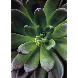 Komar Wandbild Succulent Single 30 x 40 cm