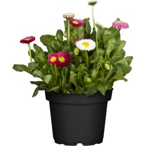 Gänseblümchen Trio im Topf, verschiedene Farben, ca. 14 cm Topf-Ø, eine dekorative Stehpflanze.