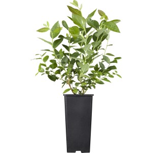 Heidelbeere Patriot im Topf, ca. 20-30 cm hoch. Vaccinium corymbosum mit grünen Blättern.