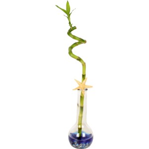 Glücksbambus Lucky Bamboo in Glasvase mit Muscheln und Seestern, Topf-Ø ca. 7 cm.