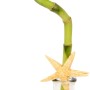 Glücksbambus Lucky Bamboo in Glasvase mit Muscheln und Seestern, Topf-Ø ca. 7 cm.