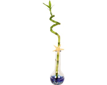 Glücksbambus Lucky Bamboo in Glasvase Topf-Ø ca. 7 cm kaufen bei OBI