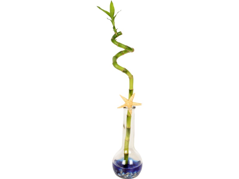 [Paket] Topf, bepflanzt mit 3er-Set Glücksbambus gerade- Höhe ca. 50 cm,  Topf-Ø 5 cm - Lucky Bamboo | Flowerbox Pro Floristikbedarf Onlineshop