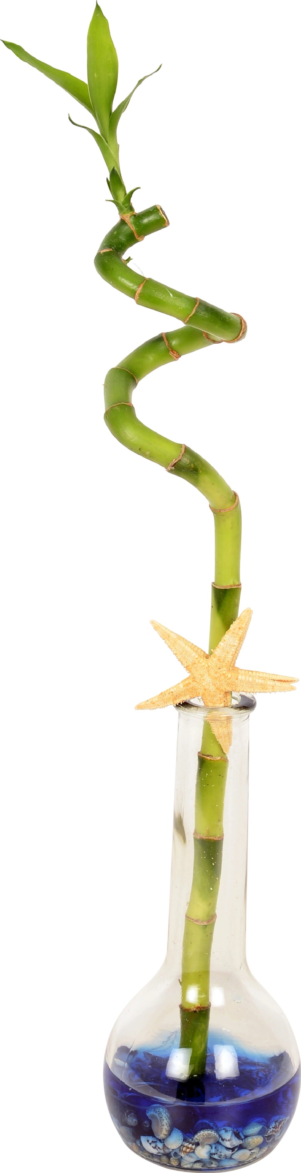 Glücksbambus "Lucky Bamboo" in Glasvase TopfØ ca. 7 cm kaufen bei OBI