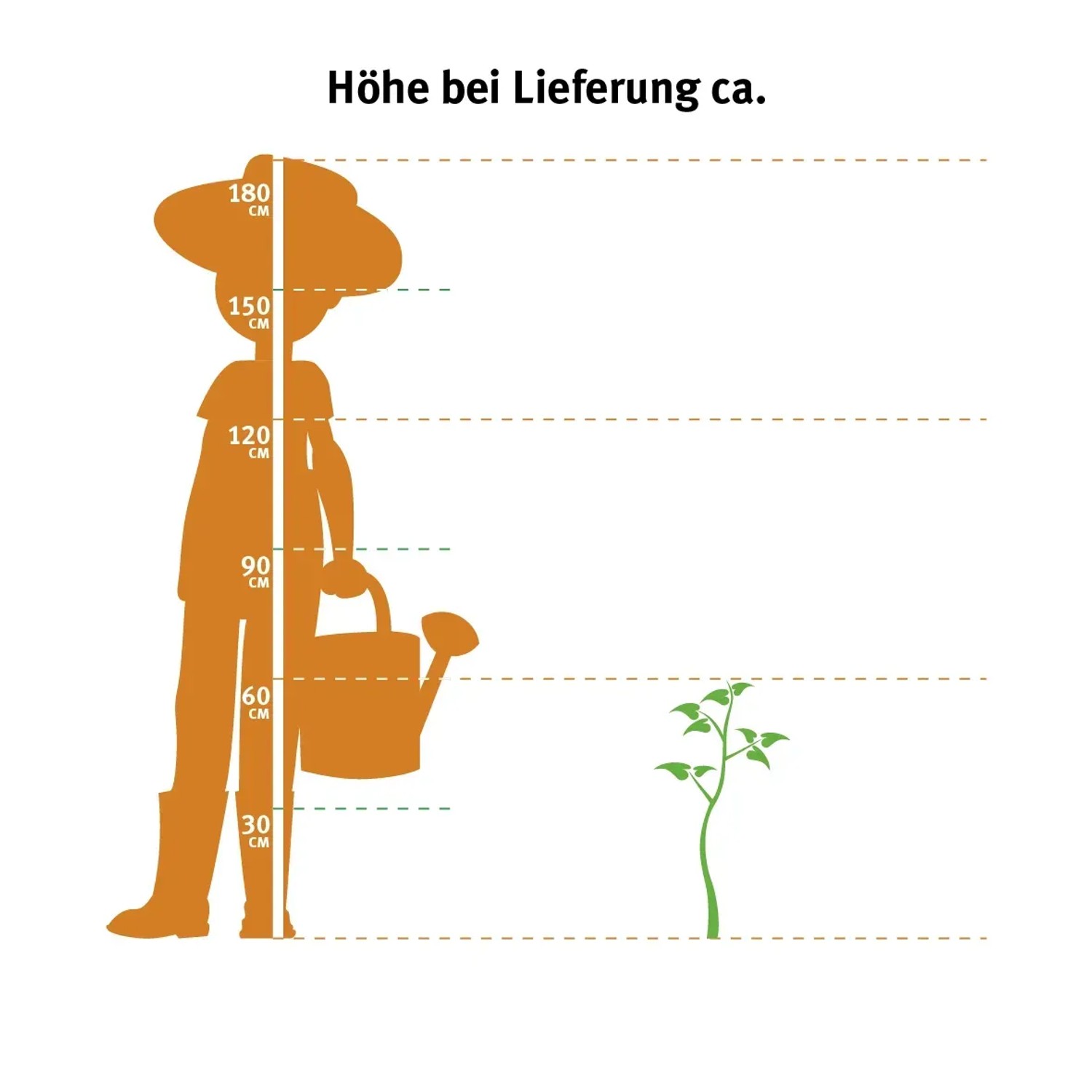 Grafik zur Wuchshöhe der OBI Himbeere Rot (ca. 50-60cm) im 5l Topf.