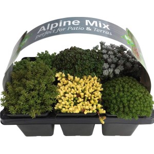 OBI Mauerpfeffer-Mix, 6er-Pack im Topf (Ø 7cm). Sedum-Sortiment mit verschiedenen Farben und Formen.