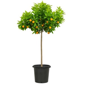 GROW by OBI Kumquat-Stamm im Topf, ca. 100-125 cm hoch, mit orangen Früchten und grünen Blättern.
