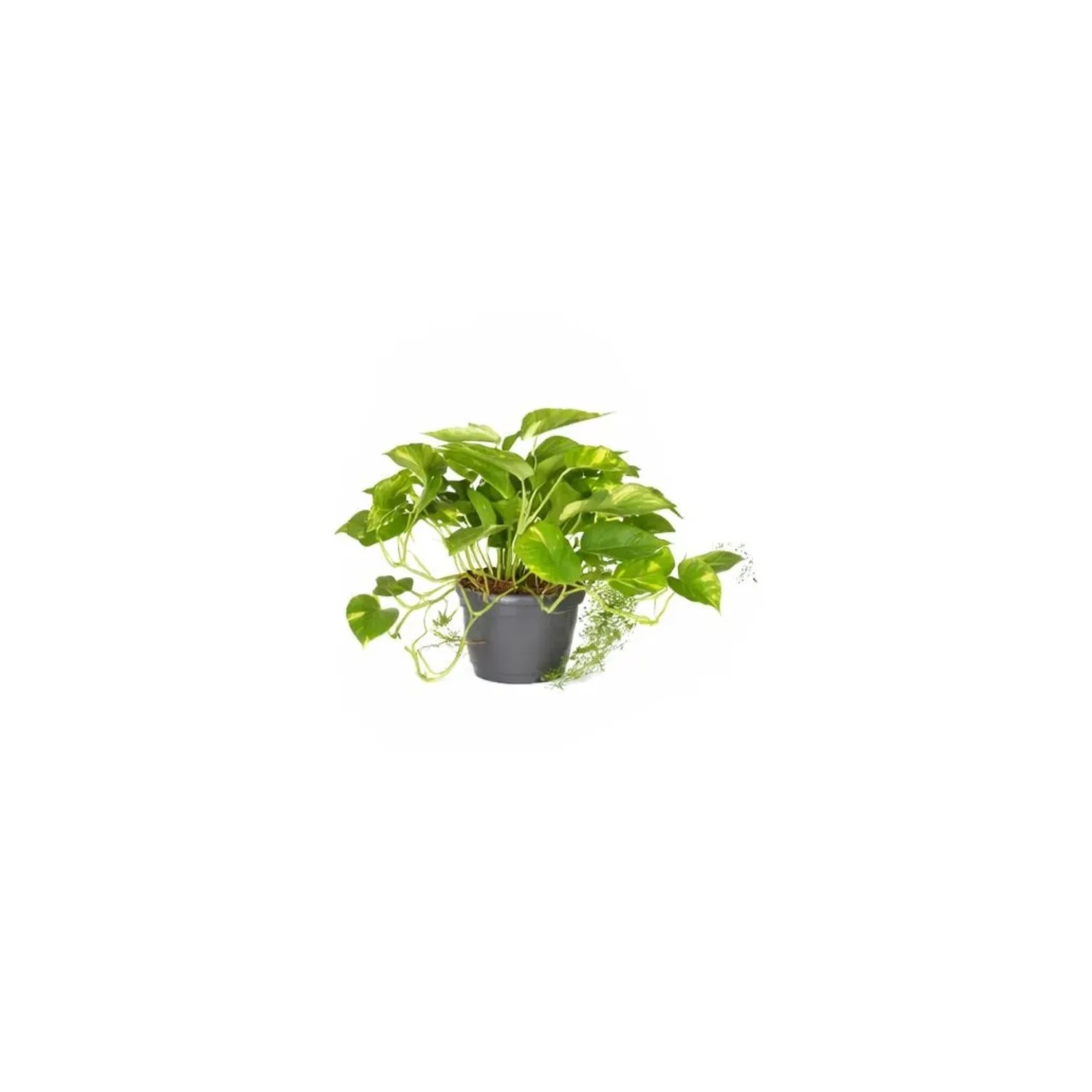 biologisches saatgut Bio Saatgut-Box Gartenjahr main image 1