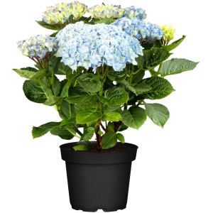 Ballhortensie "Magical" Blau Höhe ca. 30 cm - 40 cm Topf ca. 5 l Hydrangea
