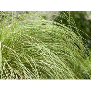 Neuseeland-Segge Frosted Curls im Topf, gräulich-weißes Ziergras für Garten und Terrasse.