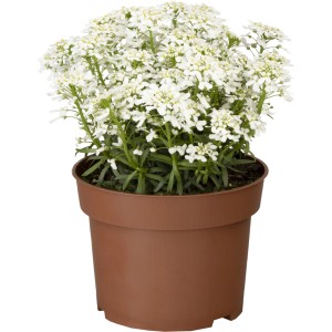 GROW by OBI Schleifenblumen ca. 20 - 30 cm Iberis